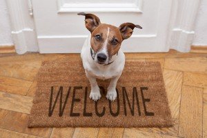 Dog on Welcome Mat