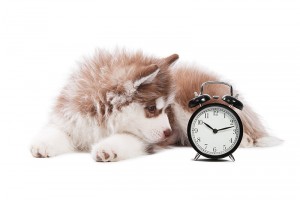 Dog With Clock