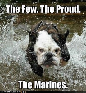 dog-marines1-277x300